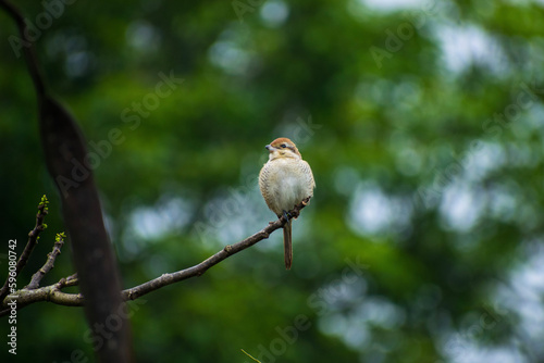 red backed shrike