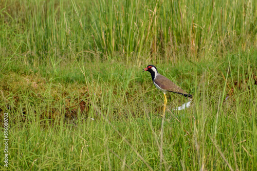 great crested grebe