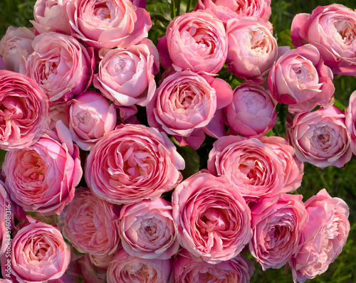 Bouquet of pink roses in a bouquet.