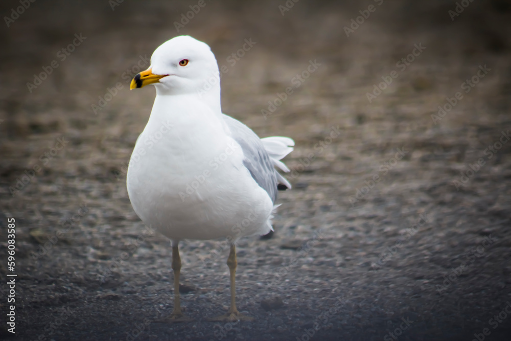 Fototapeta premium Seagull Watching as He Walks on the Sandy Beach -- Background, Backdrop, and/or Wallpaper