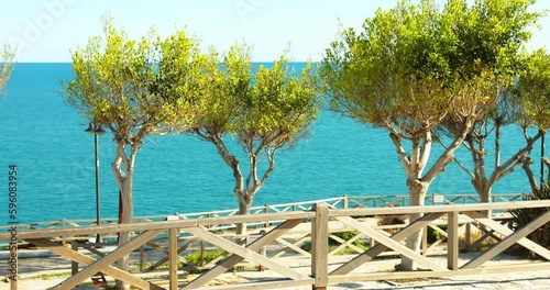 trees on the background of the mediterranean sea