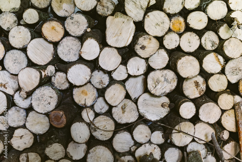 The nature background forest log bath. Pattern of wood.