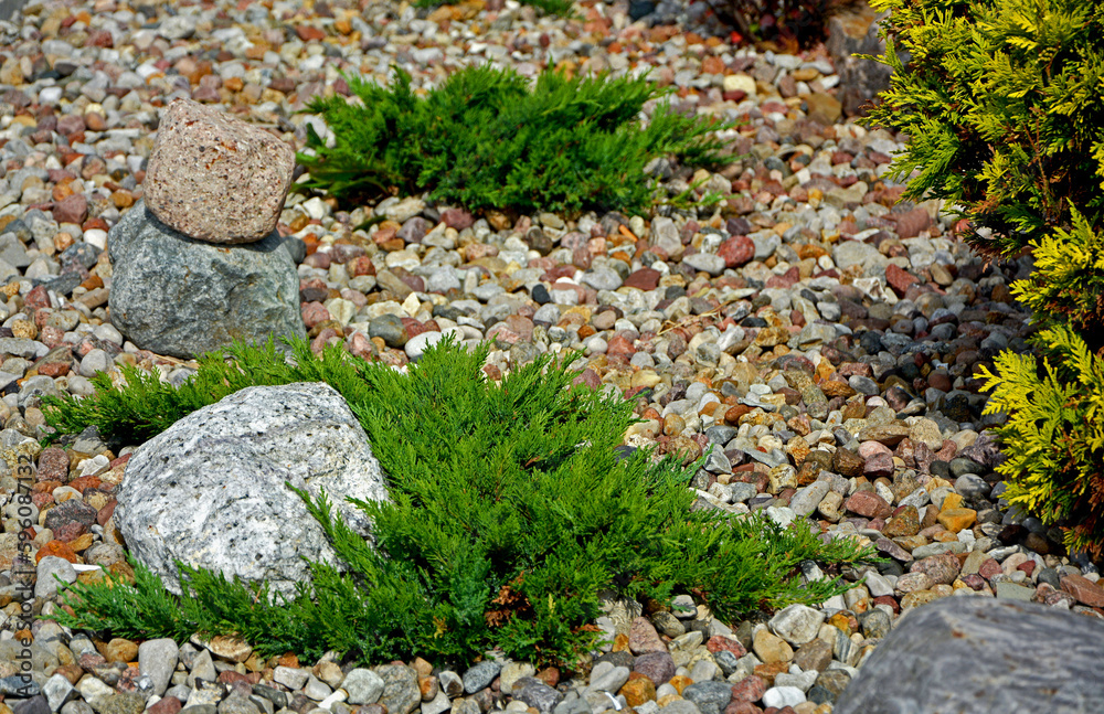 jałowiec płozący na ogrodowej rabacie, żwirowa rabata z iglakami (Juniperus), Coniferous bushes in a flower bed, flower bed with stones and coniferous plants