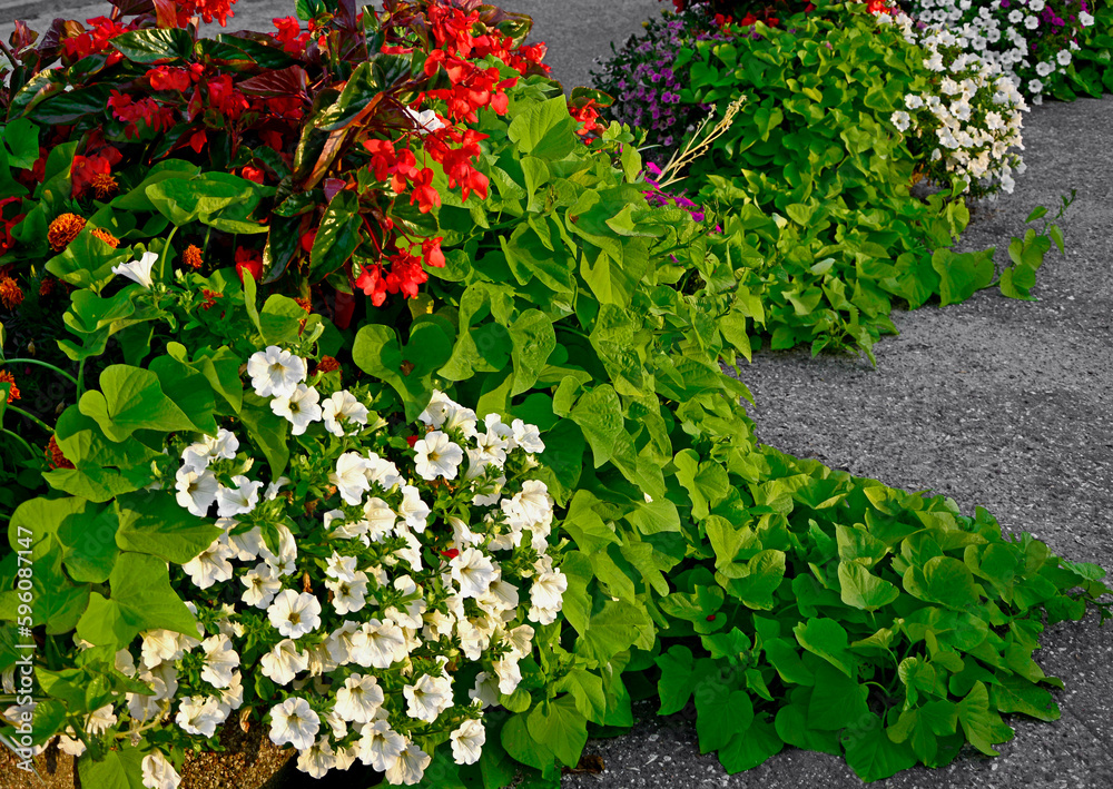 kompozycja kwiatowa, białe petunie, czerwona begonia i wilec ziemniaczany (Petunia ×hybrida, Begonia, Ipomoea batatas), red begonia, white petunias and sweet potato, summer flowers in a pot	
