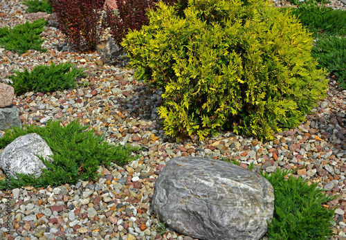 jałowiec i tuja na ogrodowej rabacie, zwirowa rabata z iglakami (Juniperus, thuja), Coniferous bushes in a flower bed, flower bed with stones and coniferous plants 