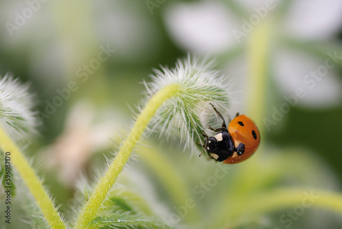 Macro of a ladybug in nature © Alejandro Zamora