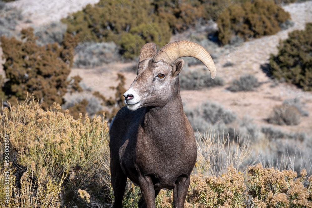 Fototapeta premium Bighorn Sheep