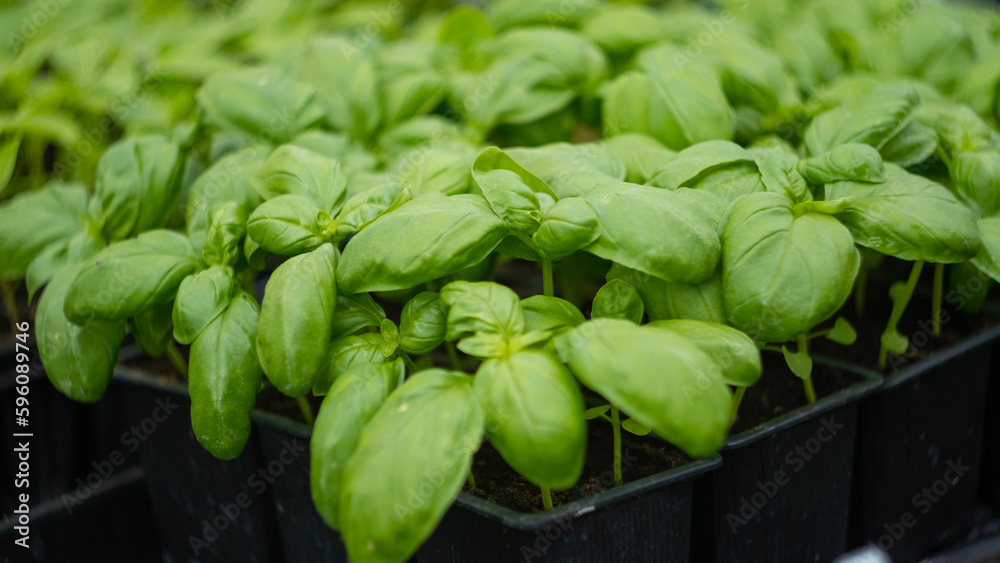 containers with basil in the greenhouse containers with basil in the greenhouse