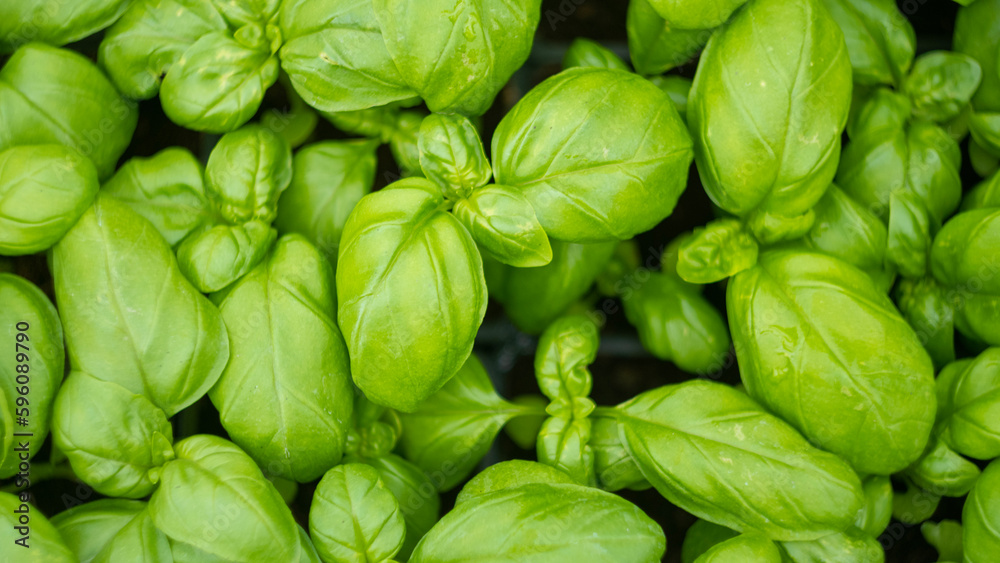 view of basil plants from above view of basil plants from above