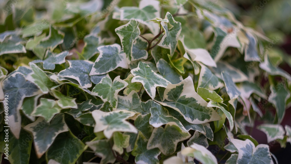 ornamental ivy grown in a greenhouse ornamental ivy grown in a greenhouse