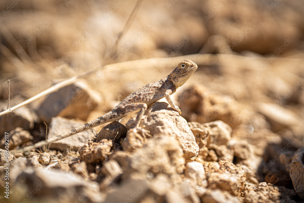 Majestic Camouflage: Macro of A Chameleon in the Desert on a Rock Blending into Its Surroundings Majestic Camouflage: Macro of A Chameleon in the Desert on a Rock Blending into Its Surroundings