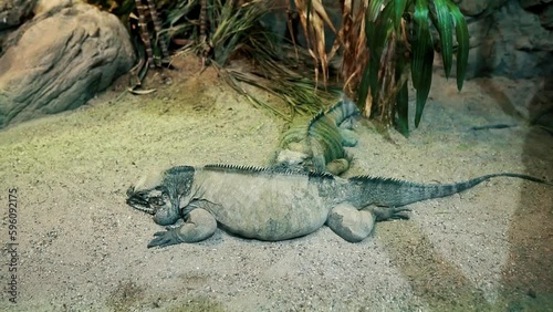 Two Iguanas in an enclosure behind glass in Budapest. Tropicarium Oceanarium in Budapest. The largest aquarium in Eastern Europe. Tropical forest and aquarium with viewing tunnel in Hungary. photo