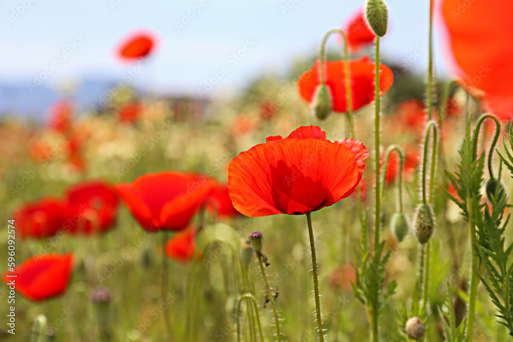 Fototapeta premium Red oriental poppies field on an environment friendly flower farm. Close up, copy space, background. Selective focus.