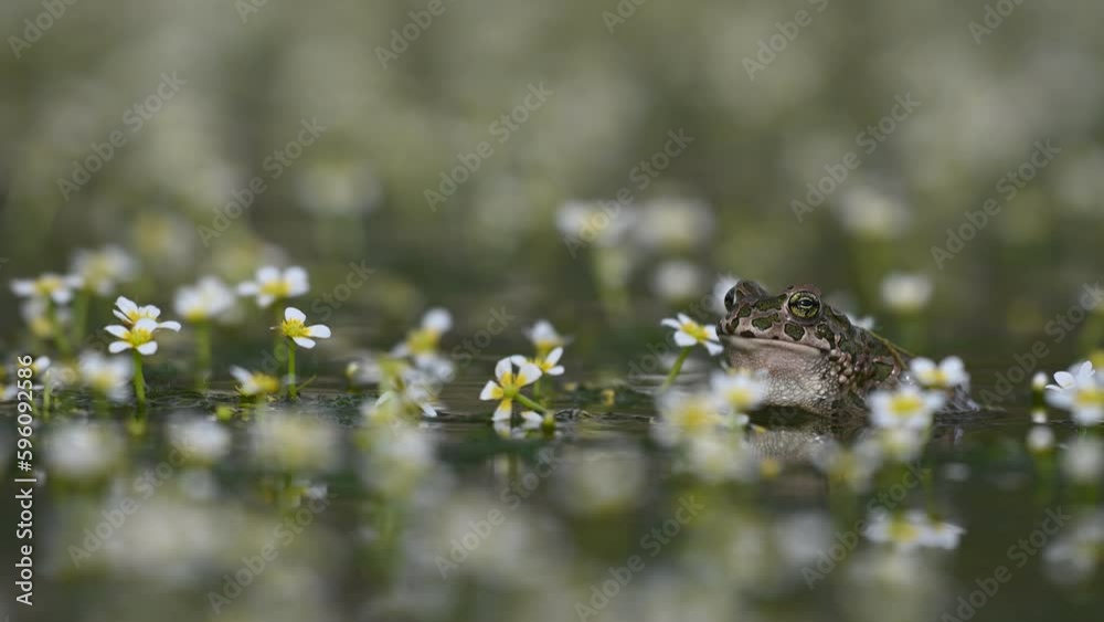 Beautiful european green toad Bufotes viridis. Beautiful european green toad Bufotes viridis.
