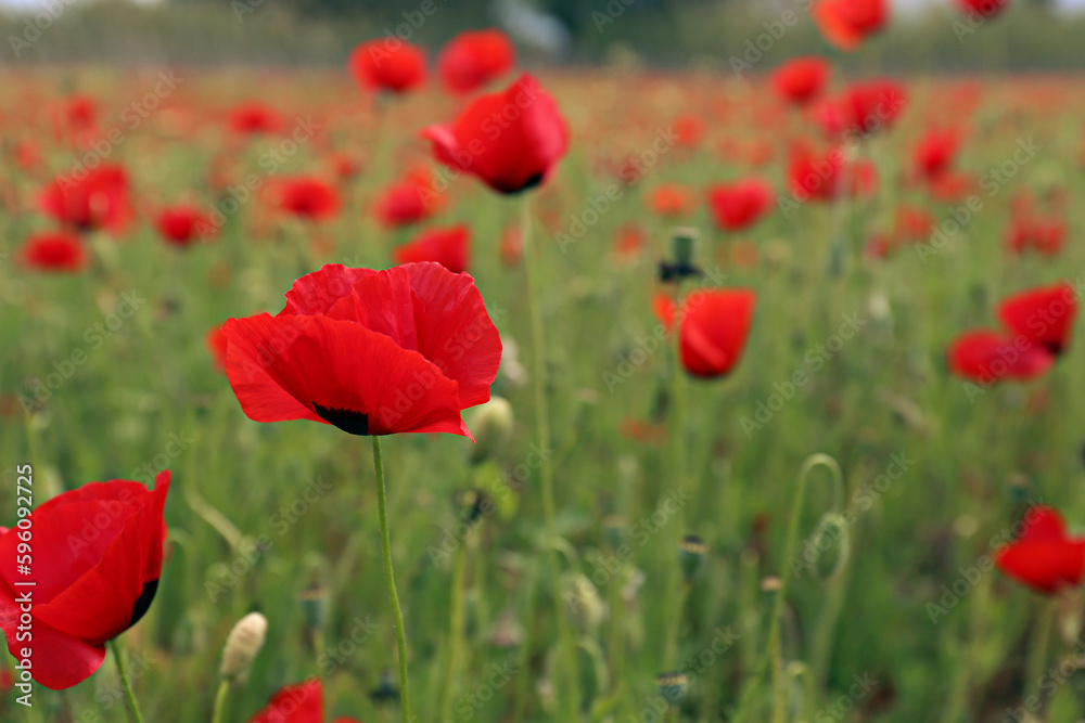 Red oriental poppies field on an environment friendly flower farm. Close up, copy space, background. Red oriental poppies field on an environment friendly flower farm. Close up, copy space, background.