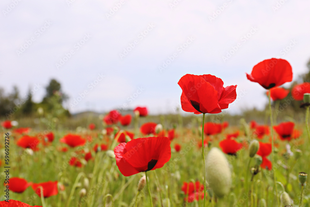 Red oriental poppies field on an environment friendly flower farm. Close up, copy space, background.