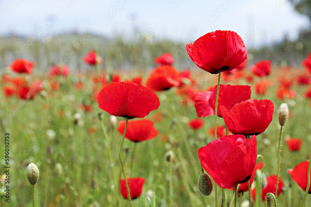 Obraz premium Red oriental poppies field on an environment friendly flower farm. Close up, copy space, background.