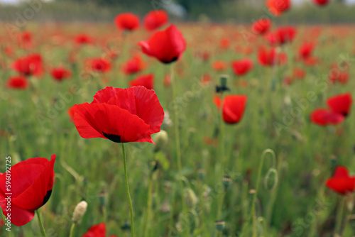 Red oriental poppies field on an environment friendly flower farm. Close up  copy space  background.