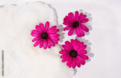 Daisies isolated in water surface with milk spalsh, white background.  Beautiful spring or summer flowers composition idea.