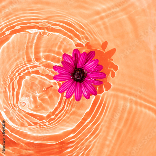 Flower daisy floating on ripple water on orange background.  Pink and orange color pattern. 