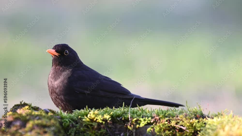 Common blackbird male Turdus merula in the wild. Common blackbird male Turdus merula in the wild.