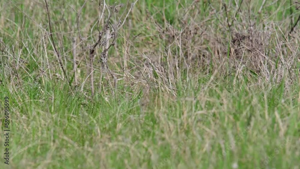 Ground squirrel Spermophilus pygmaeus hiding in the grass. Ground squirrel Spermophilus pygmaeus hiding in the grass.