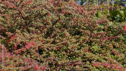 rose hips on a green background photo