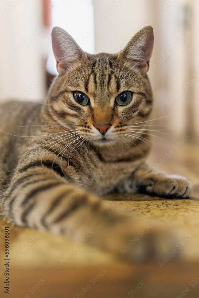 European Yard Cat at Home. Close up portrait of European wildcat cute lying European Yard Cat at Home. Close up portrait of European wildcat cute lying