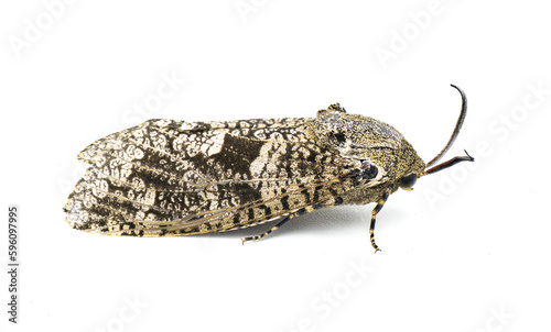 Prionoxystus robiniae - the carpenterworm moth or locust borer, is a moth of the family Cossidae isolated on white side profile view photo