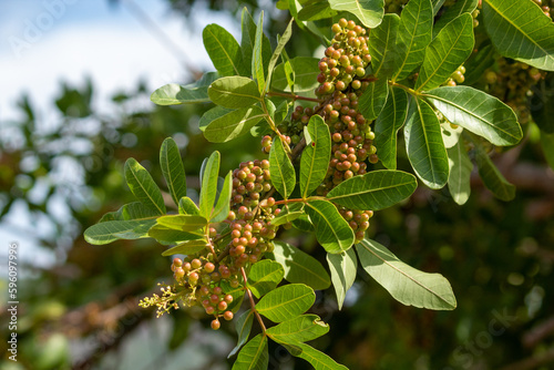 fruits of aroeira, known as pink pepper photo