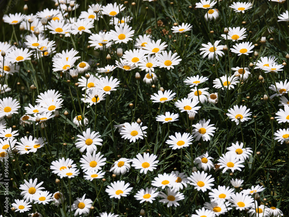 beautiful daisies grow wild in the garden beautiful daisies grow wild in the garden