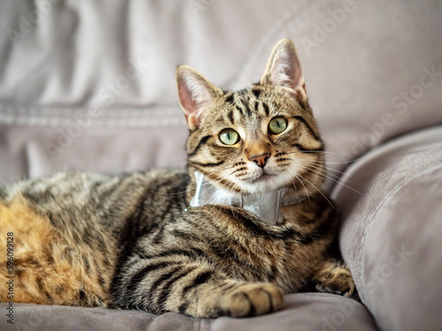 Cute and stylish tabby cat with silver bow tie on a couch. Beautiful pet at home with simple decoration.