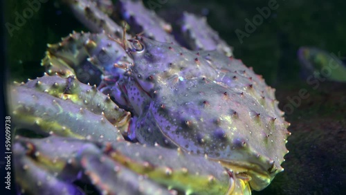 Large Pink Crab on Ocean Floor Moving Tentacles and Eating - Close-up Shot photo