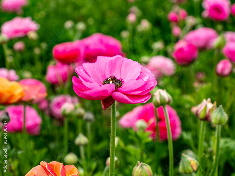 Fresh Blooms in a Field of Ranunculus flowers, otherwise known as Persian Buttercups in Pink, green, yellow, peach, orange.