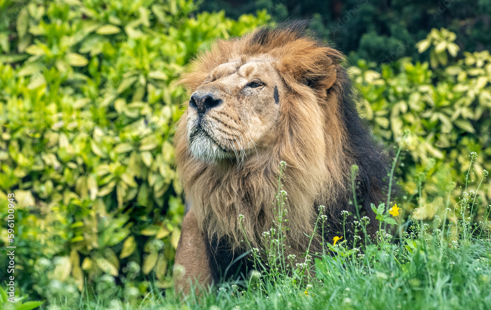 Male Asiatic lion (Panthera leo persica). Male Asiatic lion (Panthera leo persica).