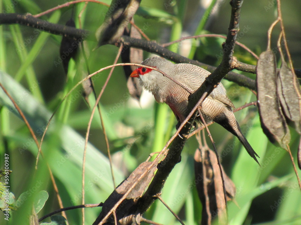 the estrild astrild
(Linnaeus, 1758) just watching the landscape/Common Waxbill the estrild astrild
(Linnaeus, 1758) just watching the landscape/Common Waxbill