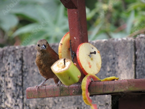 the Tachyphonus coronatus
(Vieillot, 1822)/Ruby-crowned Tanager/ female feeding