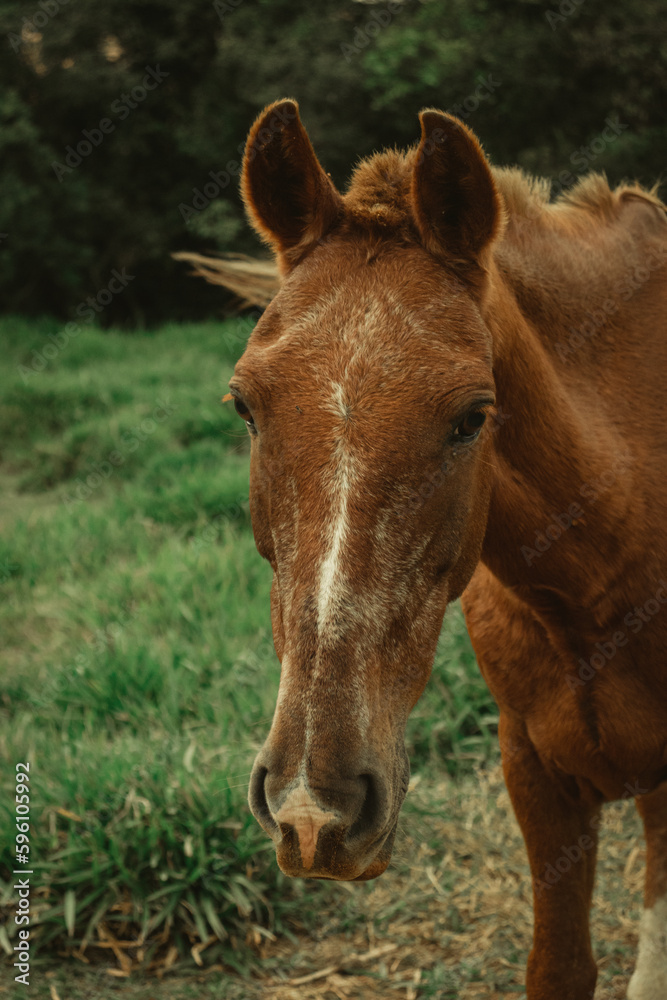 portrait of a horse in the pasture