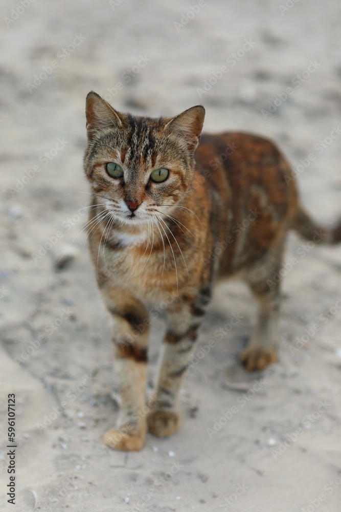 Tabby cat, portrait of a cat, look, ears, paws, tail, appearance, background image, background, wallpaper, for presentations, photo, day, on the sand, cat on the beach