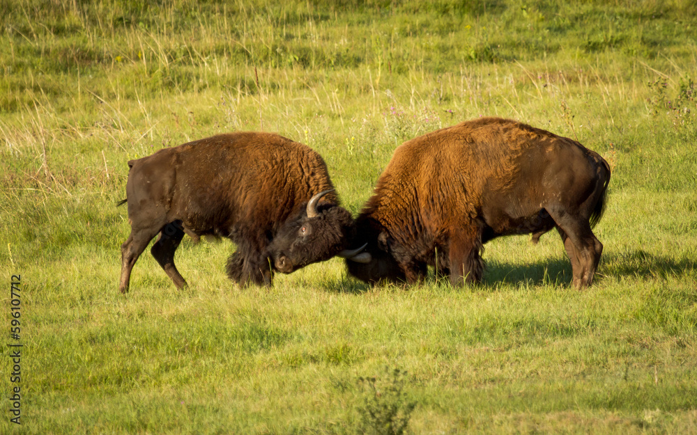 Bull Bison fighting during the Rut Bull Bison fighting during the Rut