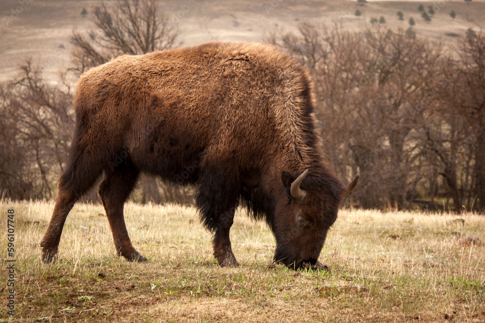American Bison Grazing in a field American Bison Grazing in a field