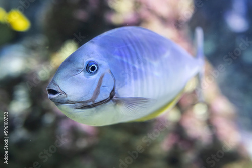 Pesce unicorno, Hexacanthus nose, Acquario di Genova, Liguria, Italia, Europa