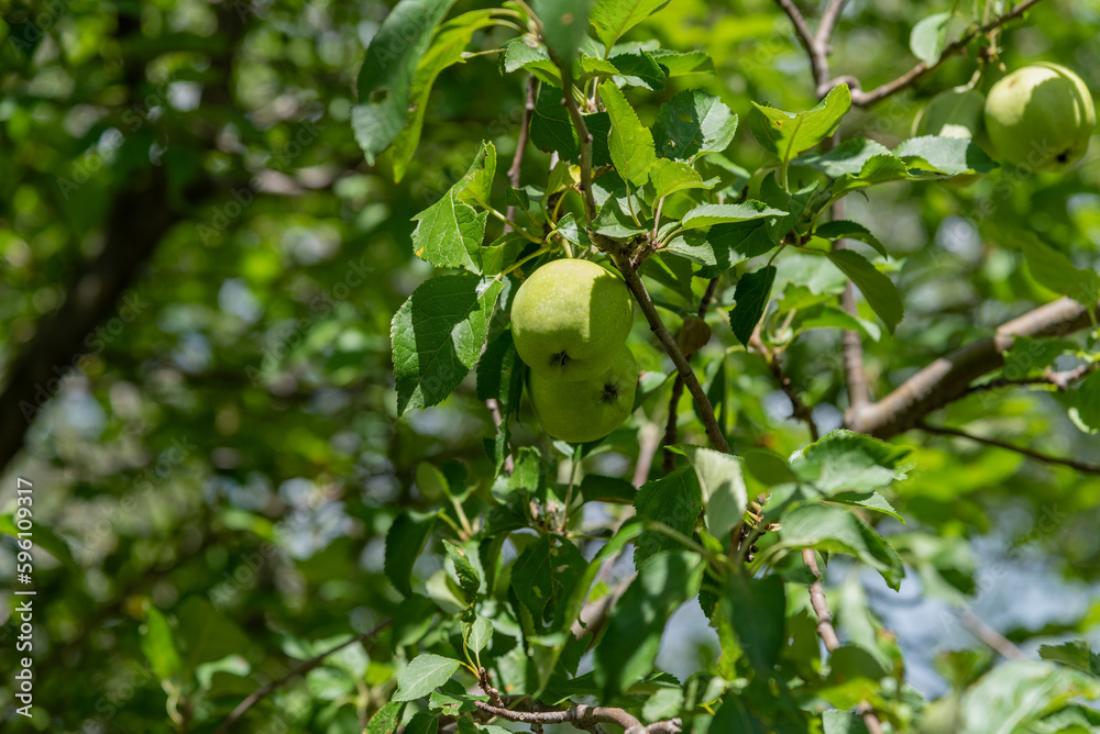 Green Apples On A Wild Applre Tree In Summer