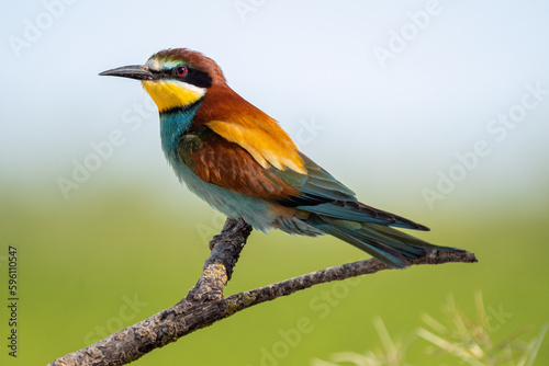 Portrait of a Bee-eater, Merops Apiaster, perched on a branch next to the nest