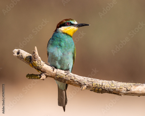 Portrait of a Bee-eater, Merops Apiaster, perched on a branch next to the nest