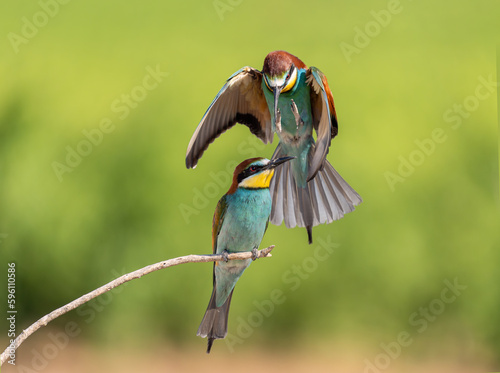 Bee-eater in flight approaching the perch where its mate, Merops apiaster, is perched.