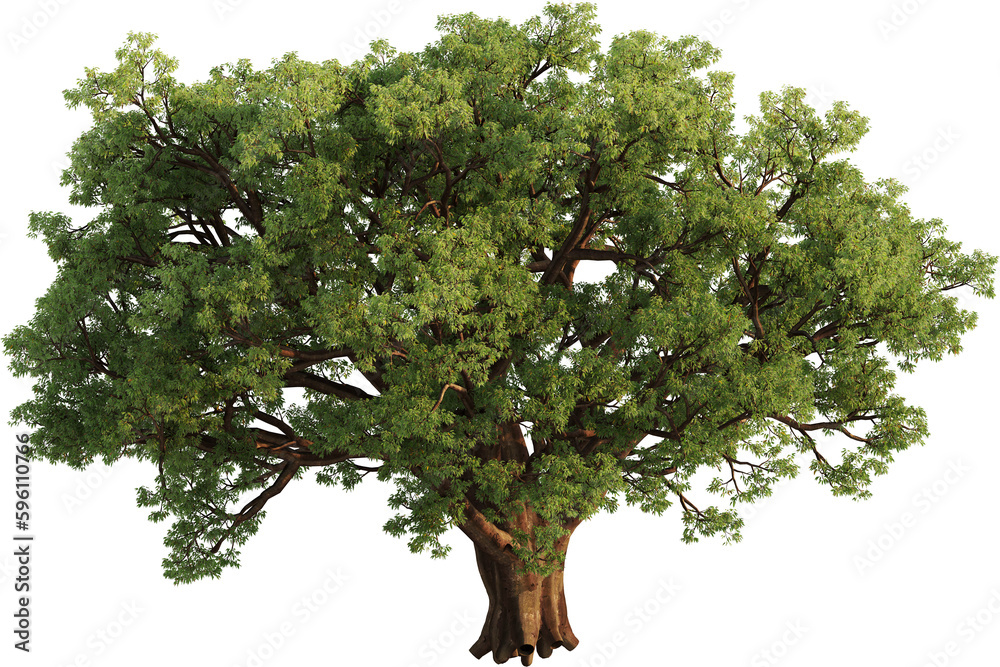 Side view of Oak Tree