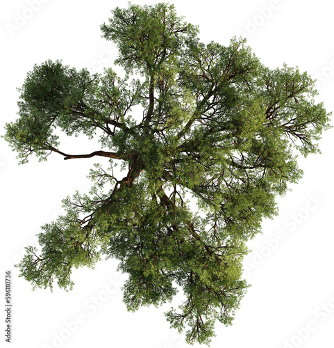 Fototapeta Naklejka Na Ścianę i Meble -  Top view of Oak Tree