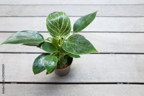 Philodendron birkin housepl...