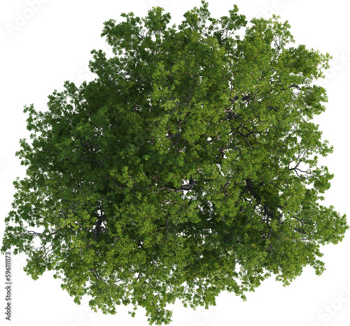 Fototapeta Naklejka Na Ścianę i Meble -  Top view of Oak Tree